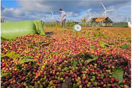 Dấu hiệu lừa đảo hàng trăm tỷ từ hoạt động ký gửi nông sản