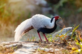 Gà lôi trắng, động vật hoang dã bán tràn lan trên mạng