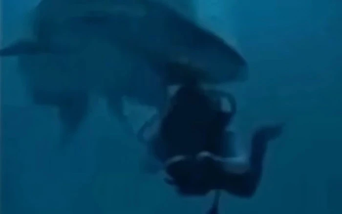 Thợ lặn thoát chết sau khi bị cá mập khổng lồ ngoạm đầu
