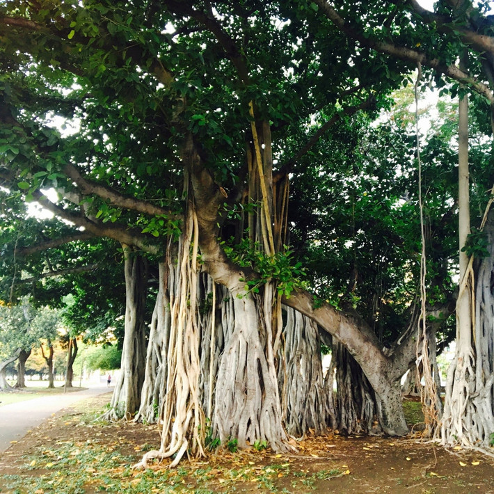 Vì vậy, dù linh thiêng và có tuổi thọ cao, người xưa dặn không nên trồng cây đa trong sân, nhất là gần cửa chính – nơi đón vận khí của ngôi nhà.