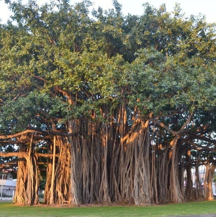 Tán rộng, rễ to, đa dễ phá hủy nền móng, chắn sáng khiến nhà cửa ẩm thấp, sinh tà khí. Quả đa rụng hàng loạt cũng gây mất vệ sinh, dễ sinh muỗi mầm bệnh.