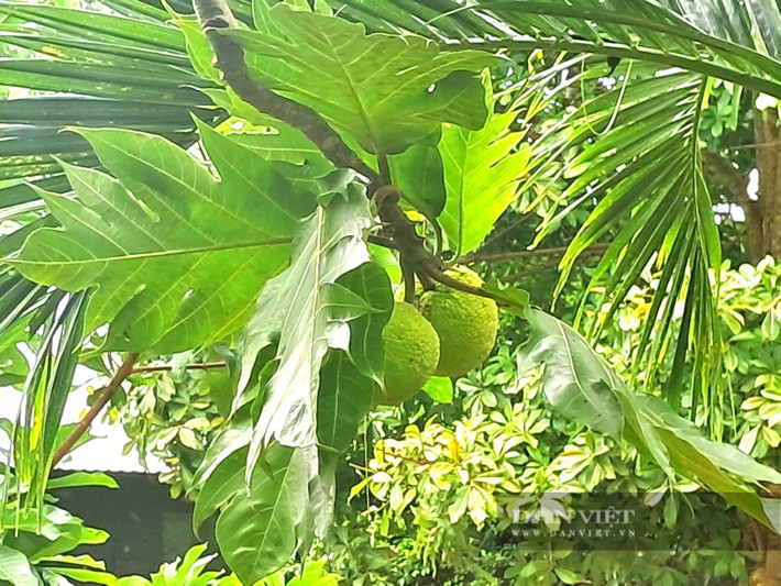 Lá cây xanh đậm, xòe rộng như những chiếc quạt gió khổng lồ, quả tròn xanh nhạt trĩu cành, vừa đẹp mắt vừa giàu giá trị dinh dưỡng.