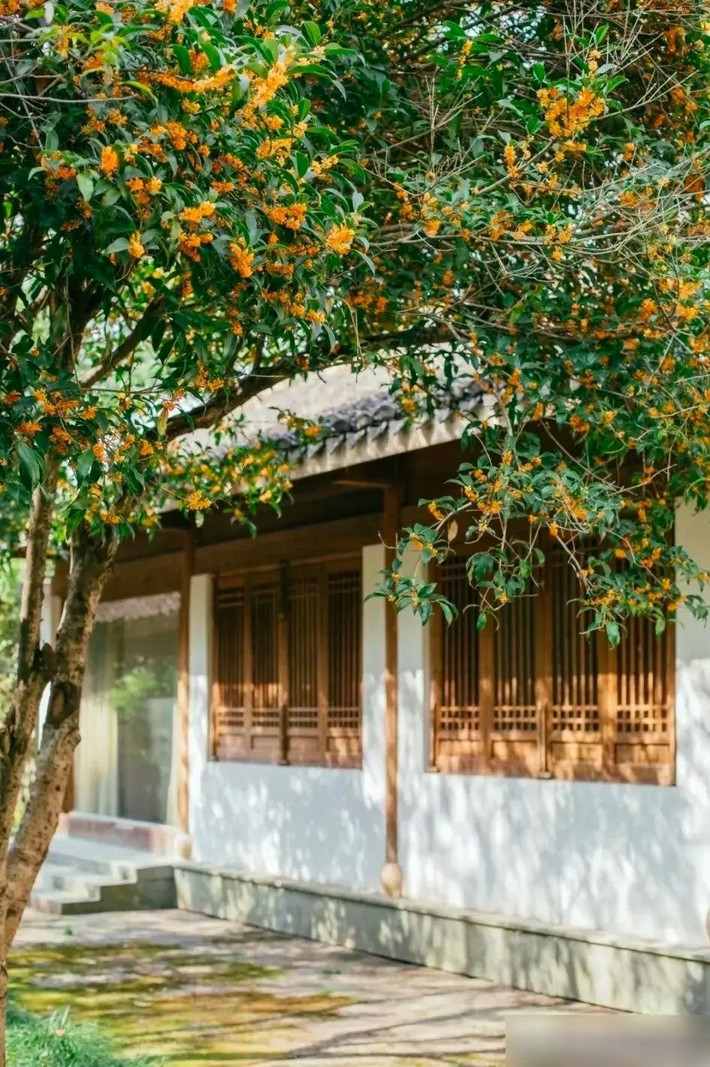 Ngoài ý nghĩa tinh thần, mộc hương còn đem lại lợi ích thiết thực: thanh lọc không khí, tỏa hương dễ chịu, và thậm chí có thể dùng làm nguyên liệu ẩm thực như rượu, mật ong hay bánh ngọt, gợi hương vị ngọt ngào của mùa thu.
