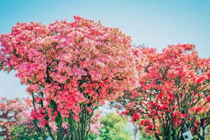 7. Đỗ quyên: Sắc màu thịnh vượng, biểu tượng sum vầy. Đỗ quyên có hoa nhiều màu sắc rực rỡ, nở rộ như đám mây mùa xuân. Lá, hoa, rễ đều có công dụng chữa bệnh – từ thanh nhiệt, giảm ho, cầm máu đến điều hòa khí huyết.