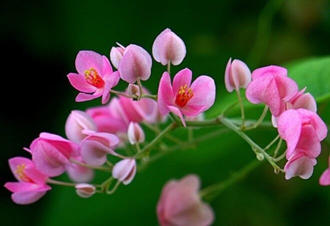 Trắng là tình yêu đầu đời trong sáng, hồng là nỗi nhớ da diết, đỏ là tình yêu mãnh liệt – loài hoa nhỏ mà truyền tải được cả cung bậc trái tim.