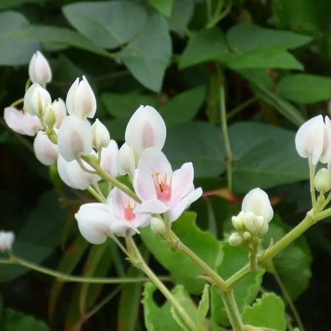 Không chỉ làm đẹp không gian, tigon còn giúp tăng vận tình cảm và hóa giải năng lượng xấu, đặc biệt hợp với người mệnh Kim và mệnh Thổ.
