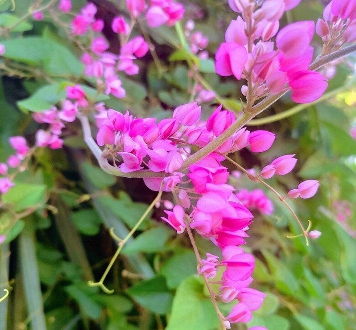 Ít ai biết rằng tigon có thể dùng làm trà thảo dược, hỗ trợ điều trị viêm, tiểu đường, huyết áp thấp và giúp tăng cường sức đề kháng tự nhiên.