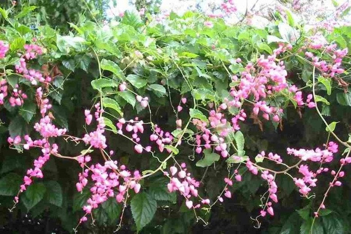 Theo phong thủy, tuổi Hợi mệnh Kim trồng tigon trắng sẽ dễ gặp nhân duyên đẹp, tình cảm viên mãn và có thêm năng lượng tích cực trong cuộc sống.