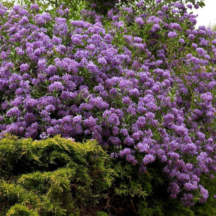 Chúng có cái tên khiến người ta tò mò: khoai tây Chile tím, hay còn gọi là Solanum crispum "Glasnevin".