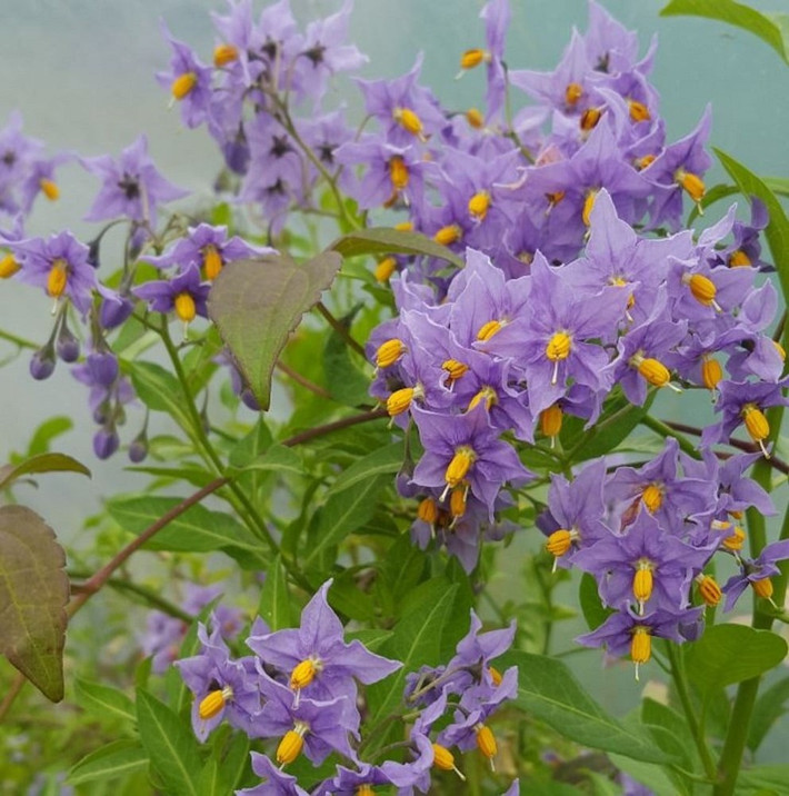 Thuộc họ Cà (Solanaceae), loài cây này là họ hàng xa với cà chua, cà tím, khoai tây nên hoa có hình dáng khá tương đồng.
