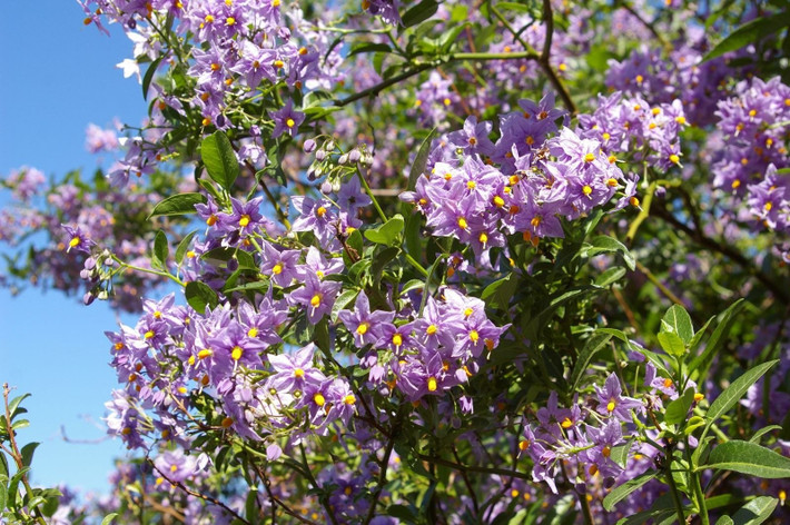 Nó còn được gọi là Chilean Potato Bush, Chilean Nightshade hay Potato Vine – đều mang ý chỉ cây khoai tây leo vùng Chile.