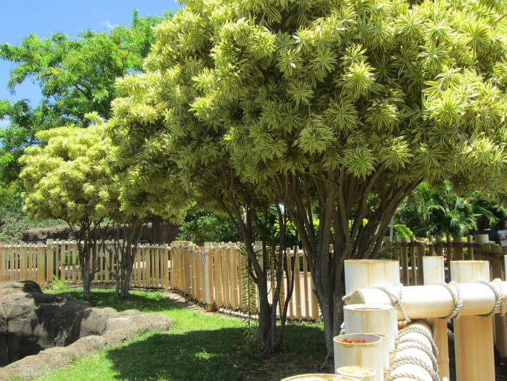 Nguồn gốc của cây cảnh này xuất phát từ vùng nhiệt đới châu Phi và Ấn Độ, nơi thiên nhiên tràn đầy nắng gió và sức sống mãnh liệt.
