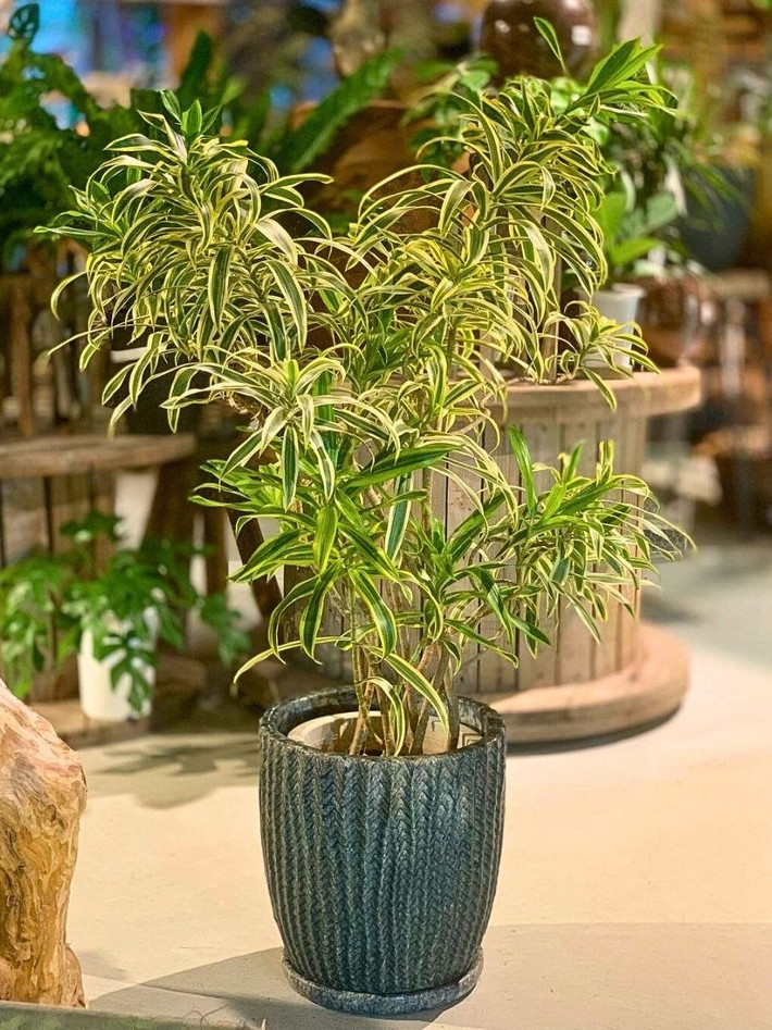 Trong phong cách trang trí nội thất hiện đại, cây thường được đặt ở phòng khách, bàn làm việc hay hành lang để tạo điểm nhấn xanh mát.