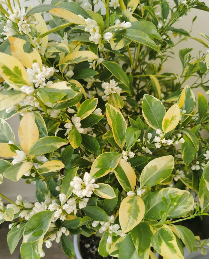 Dáng bụi rậm, thân nhỏ gọn, dễ chăm, dễ tạo hình, cực kỳ sinh động. Cây có chiều cao trung bình 1–2 mét, nhiều cành nhánh, phát triển mạnh, tán dày đều. Lá viền vàng nổi bật tạo hiệu ứng trang trí rất hút mắt khi trồng chậu.