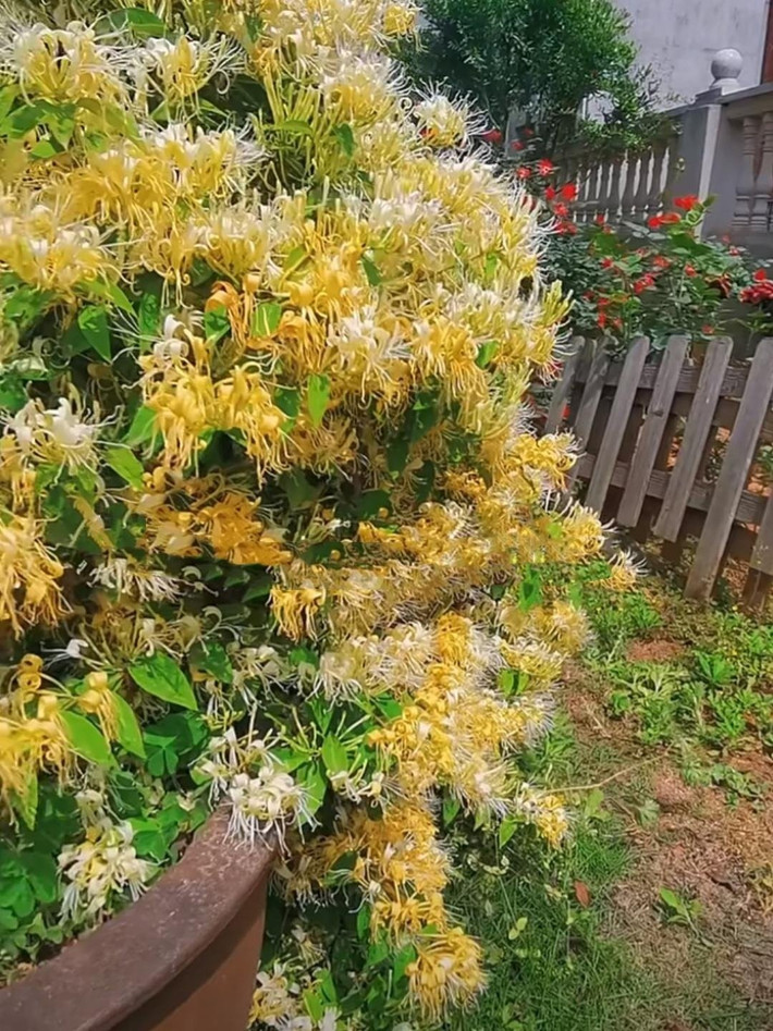 3. Kim ngân hoa – Vua giải độc, trấn an mùa hè. Kim ngân hoa có hoa trắng rồi chuyển vàng như đồng tiền, không chỉ đẹp mắt mà còn nổi tiếng với công dụng thanh nhiệt, giải độc hiệu quả.