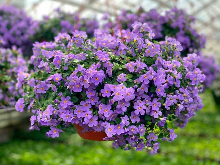 Tên gọi và hình dáng độc đáo: Cỏ lệ nhi còn gọi là rau đắng biển hay Bacopa. Là cây thân thảo lâu năm mọc bò, cao khoảng 10–15cm. Hoa 5 cánh mọc ở nách lá, đường kính khoảng 2cm.