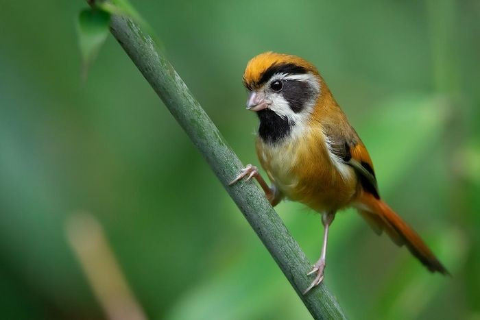 Khướu mỏ dẹt họng đen (Suthora nipalensis) dài 11 - 12cm là loài định cư, không phổ biến tại Bắc và Trung Trung Bộ. Chúng sống ở rừng lá rộng thường xanh, bìa rừng, rừng tre nứa, độ cao 1.200 - 2.000m, thường di chuyển nhanh theo đàn.