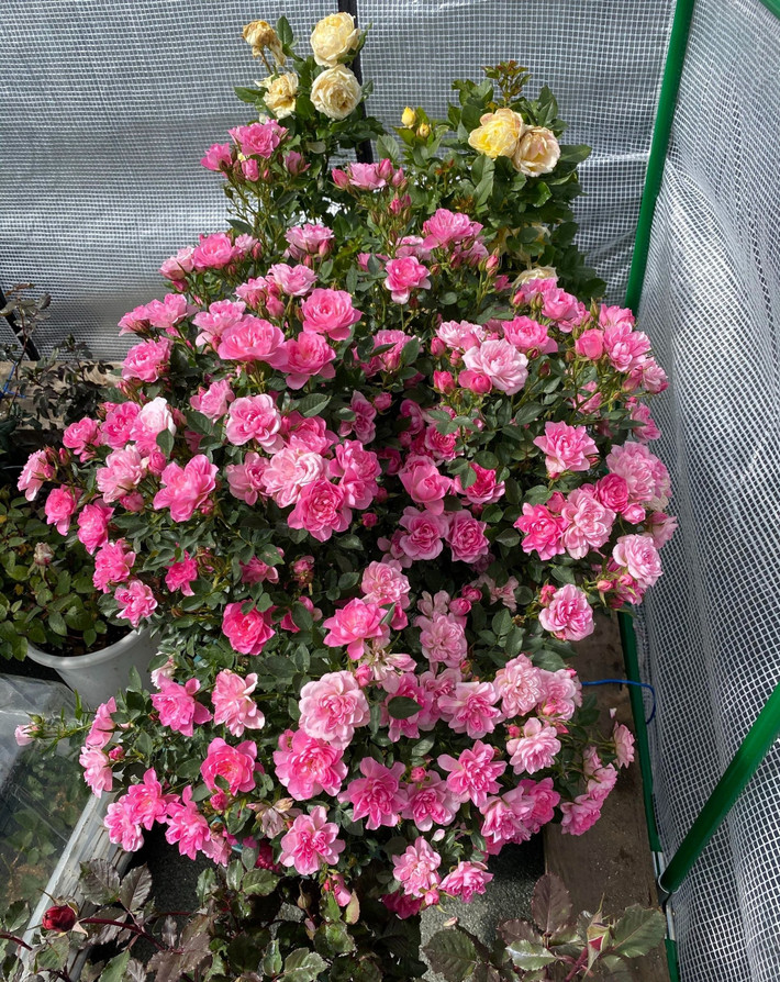Cao chỉ 30–40 cm, cực hợp trồng ban công.hân nhỏ gọn, không gai, dễ chăm. Tán tròn đều, phân nhánh tốt dù không cần cắt ngọn.