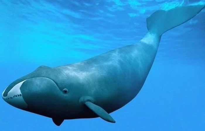 Cá voi đầu bò (bowhead) sống ở Bắc Cực với tuổi thọ hơn 200 năm, cá thể lớn tuổi nhất từng được tìm thấy mang cả mũi lao từ thế kỷ 19 trong cơ thể. Chúng có khả năng sửa chữa DNA đặc biệt và lão hóa rất chậm.