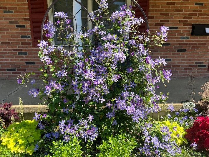 Hình dáng mềm mại, tinh tế đến từng chi tiết: Mỗi bông Clematis Arabella có mép cánh hơi cong, đường nét mềm mại và thanh thoát. Các cánh hoa dài, xẻ tách từ 4 đến 8 cánh, tạo vẻ đẹp duyên dáng rất riêng.