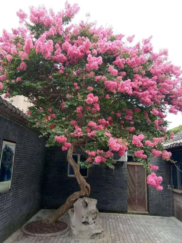 7. Loài hoa được phong làm “thần hộ mệnh”: Truyền thuyết kể rằng, thần sao tử đằng để lại tường vi như một vị thánh bảo hộ cho loài người. Màu sắc “dương” của hoa giúp xua tà khí, mang lại an lành cho gia chủ. Trong nhà có cây tường vi, là có quý khí trú ngụ.