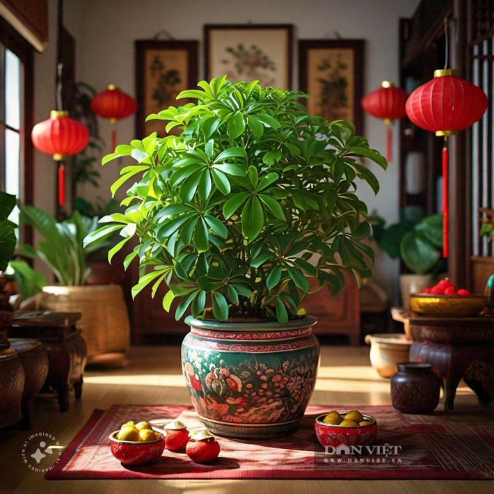 Vừa đẹp vừa khỏe, cây xanh quanh năm không lo tàn úa: Ngũ gia bì tràn đầy sức sống, xanh quanh năm, phù hợp với mọi không gian từ phòng khách, phòng ngủ đến bàn làm việc hay ban công.