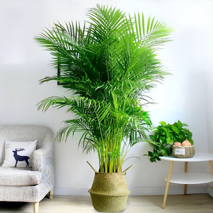 2. Cây cảnh: Dừa cảnh Cây dừa cảnh có tên gọi khác nhau như cây cau vàng, cây cau tre, cây cau cọ, cau lụa… Tên tiếng Anh của nó là Dypsis lutescens, tên khoa học là Chrysalidocarpus lutescens (Areca lutescens), thuộc họ Dypsis.