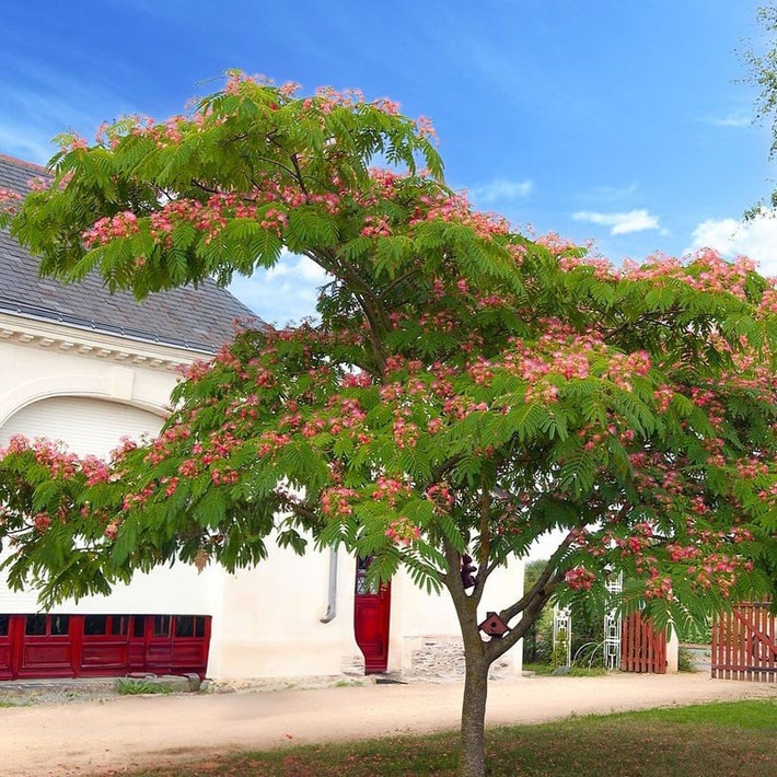 Mùa xuân, cây cảnh này quyến rũ bạn bằng những chiếc lá lông chim xanh tươi, mùa hè chinh phục bạn bởi tầng tầng lớp lớp những bông hoa hồng, mỗi cánh hoa như sợi lụa mảnh, mềm mại, duyên dáng.