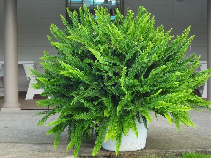 Dương xỉ không chỉ dễ sống mà còn giúp giảm bức xạ từ các thiết bị điện tử. Một máy lọc không khí tự nhiên ngay trong phòng khách – quá lời!