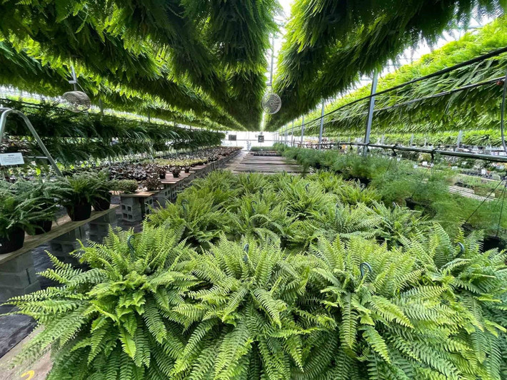 Trồng cây gần cửa chính hoặc phòng khách giúp hút tài lộc và năng lượng tốt. Không gian sống sẽ thêm sinh khí chỉ bằng vài chậu cây nhỏ.