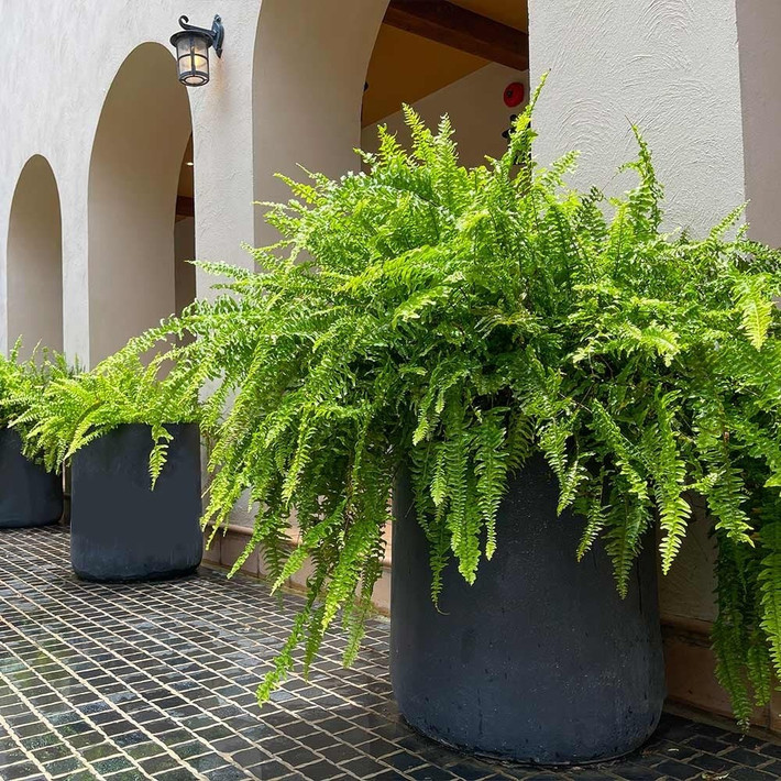 Dương xỉ luôn nằm trong top cây cảnh được yêu thích nhất để trồng trong nhà. Vẻ ngoài mềm mại và xanh mướt của nó tạo nên cảm giác như đang lạc giữa rừng nhiệt đới.