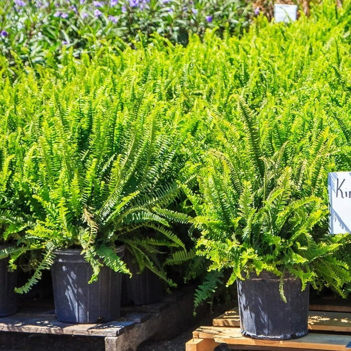 Dương xỉ nữ hoàng Kimberly là “nàng hậu” trong thế giới dương xỉ. Lá cong duyên dáng, thẳng đứng như kiếm – mạnh mẽ nhưng vẫn mềm mại.