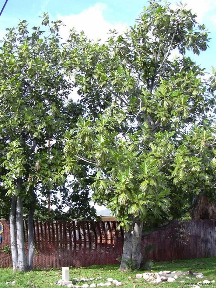 Một cây sa kê trưởng thành có thể cho từ 113–400kg quả mỗi năm, sống tới 70–100 năm, đủ nuôi sống 4 người suốt 70 năm.