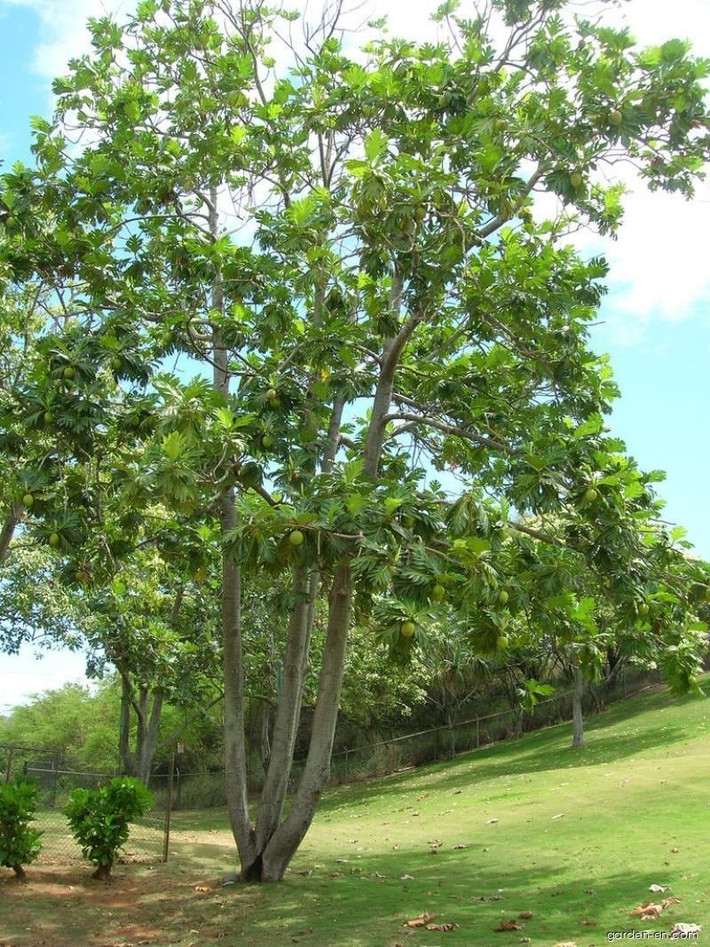 Lá to, dài tới 90cm, màu xanh bóng, gân vàng nổi bật; lá non xanh nhạt, lá già xanh đậm, tạo hiệu ứng thị giác nổi bật cho sân vườn.