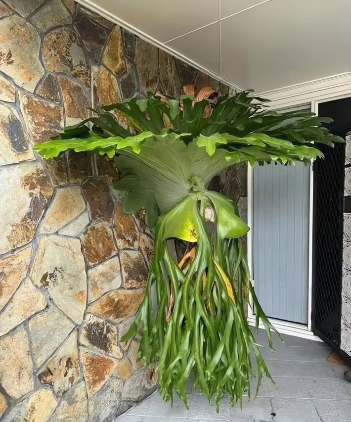 Dương xỉ sừng hươu (Staghorn fern) là một trong những loài thực vật cổ xưa nhất, từng xuất hiện từ thời tiền sử, trước cả khi con người có mặt trên Trái đất.