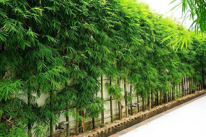 4. Cây Tre – Thanh nhã, bình an, từng bước tốt đẹp: Tre từ lâu đã là biểu tượng văn hóa phương Đông, gắn liền với khí chất quân tử: kiên cường, khiêm nhường và ngay thẳng. Người xưa tin rằng tre là “cây tài lộc”, tượng trưng sức mạnh và danh dự.