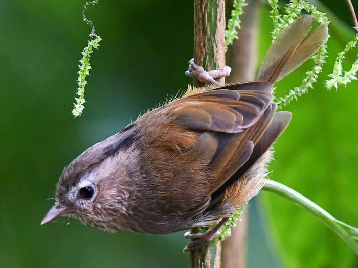 Lách tách Đông Dương (Fulvetta danisi) dài 13 - 14cm là loài đặc hữu Đông Dương, định cư, tương đối phổ biến tại Trung và Nam Trung Bộ. Chúng sống ở rừng lá rộng thường xanh, rừng thường xanh, cây bụi, độ cao 1.800 - 2.440m, thường đi theo đàn nhỏ.