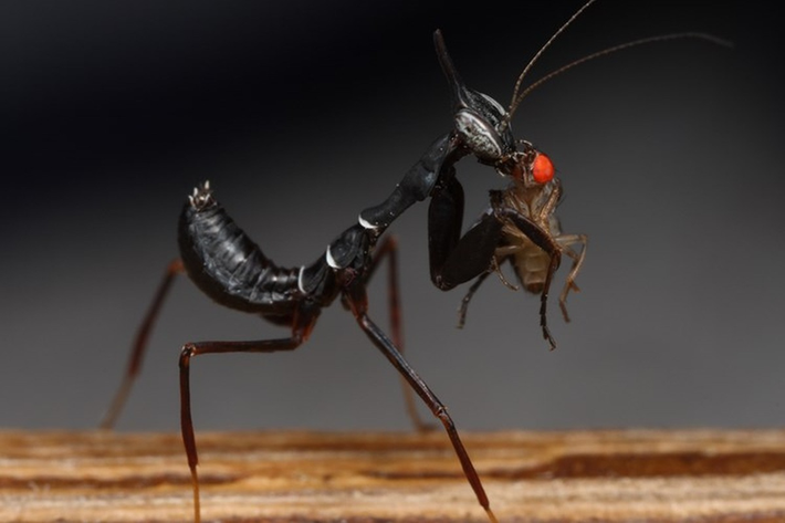 Cũng như các loài bọ ngựa khác, bọ ngựa kiến là những kẻ săn mồi đáng sợ với cặp càng sắc bén của mình.