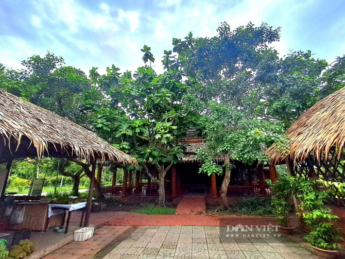 Quả sa kê được chế biến thành nhiều món ăn đặc sản miền Tây như nướng, chiên, luộc, mang hương vị lạ và hiếm thấy ở miền Bắc.