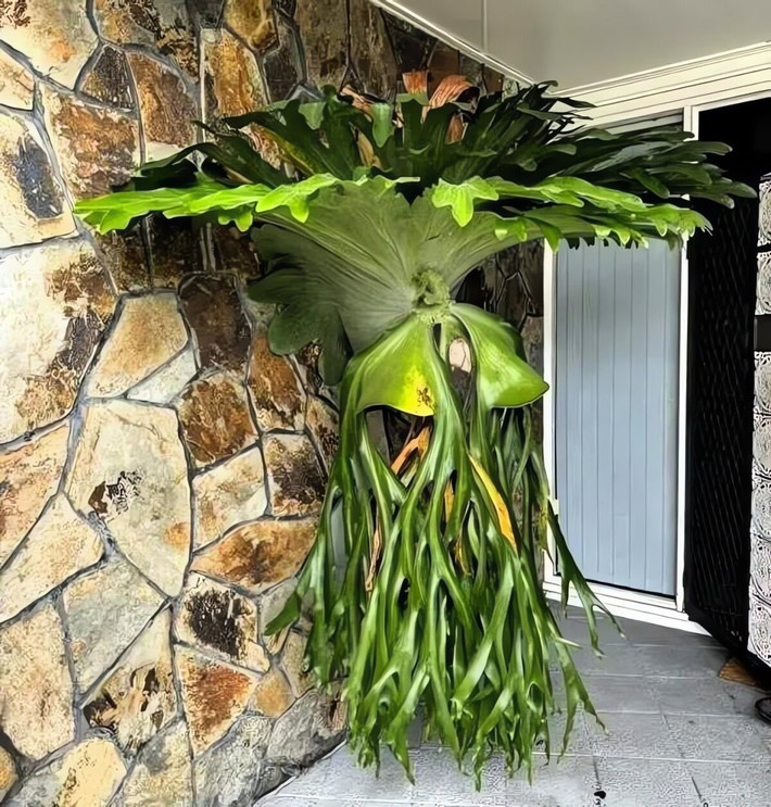 Những chiếc lá có thể dài tới 1m, rộng 30cm, tạo nên khung cảnh độc lạ. Chúng còn dẫn nước dọc theo thân lá như máng trượt về rễ.