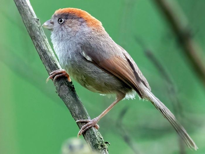 Khướu mỏ dẹt Vân Nam (Sinosuthora alphonsiana) dài 12 - 13cm là loài định cư, tương đối phổ biến, chỉ ghi nhận tại phía Bắc của Tây Bắc. Chúng sống ở cây bụi và trảng cỏ, độ cao 1.100 - 1.700m, thường di chuyển nhanh theo đàn lớn.