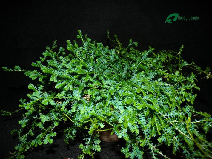 Biểu tượng sống bền vững, đẹp tinh tế và dễ gắn bó: Với sắc xanh đặc trưng và khả năng sống dai, rêu thiên thanh không chỉ là cây cảnh đẹp, mà còn là biểu tượng của sự trường tồn và bình yên giữa đời sống hiện đại.