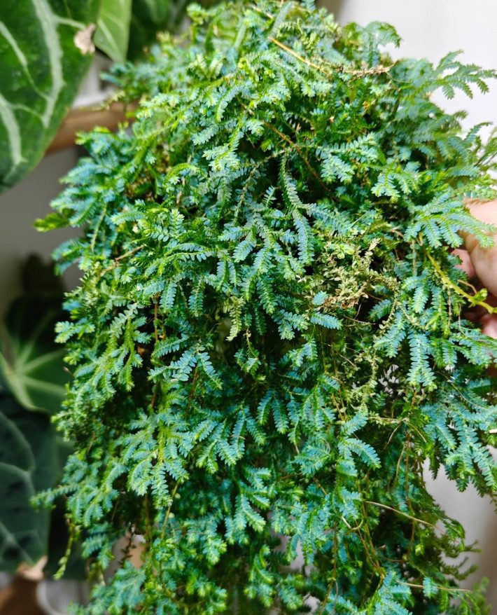 Tưới nước đúng cách là bí quyết sống khỏe: Chỉ cần tưới khi đất khô, tránh đọng nước. Ở khí hậu khô, nên phun sương thường xuyên để lá luôn mềm mại, tươi tắn.