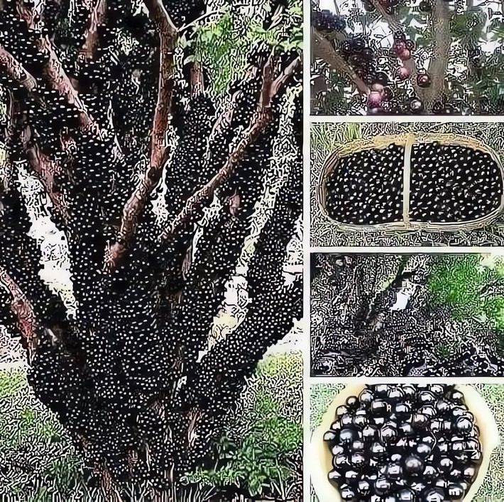 Đặc điểm thực vật hấp dẫn Nho thân gỗ có tên khoa học Plinia cauliflora, thuộc họ Myrtaceae. Quả mọc trên thân và cành già – hiếm có trong giới thực vật, nên rất được ưa chuộng.