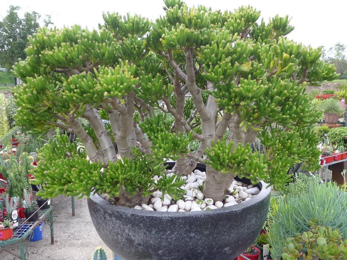 Vẻ đẹp độc đáo: Lá cây như ngọc, thân cây như kho báu. Màu xanh mướt bóng mịn, dáng lá giống ngón tay yêu tinh Gollum hoặc chú Shrek, cây này vừa độc đáo vừa thu hút tài khí, tăng năng lượng tích cực cho ngôi nhà.