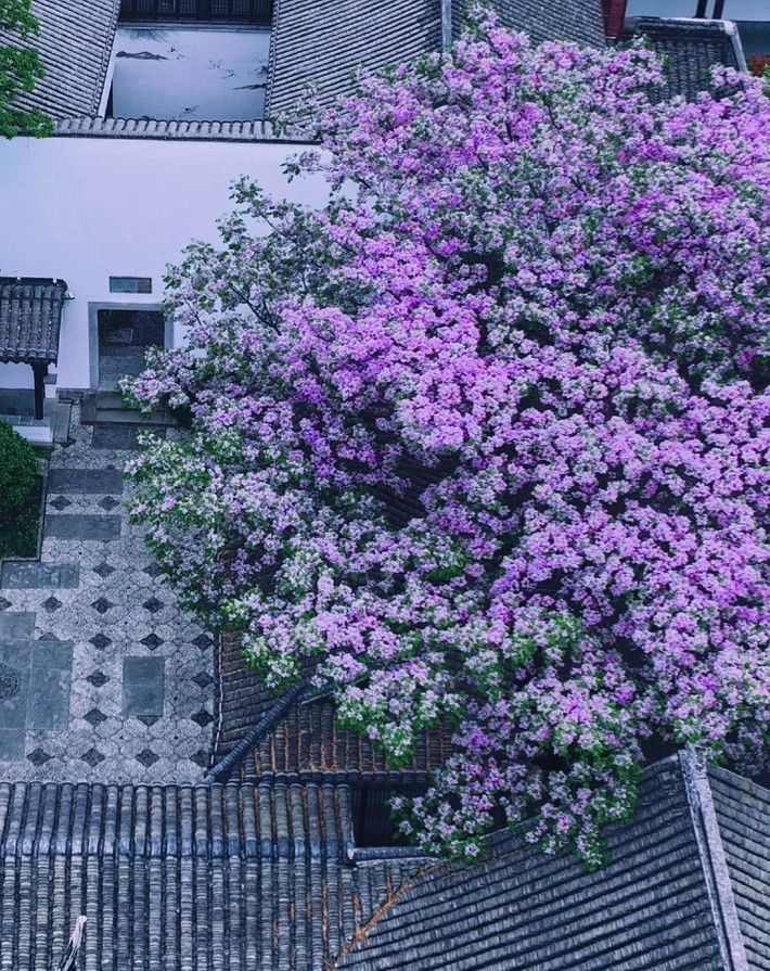 Tuy nhiên, người xưa cho rằng xoan là loài cây “âm”, trồng sát nhà sẽ khiến dương khí yếu đi, ảnh hưởng sức khỏe và tinh thần. Cây còn cao, tán rộng, dễ chắn ánh sáng và gây u ám cho sân vườn.