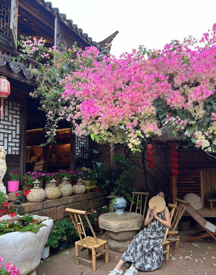 Chăm không đúng cách, cây ra toàn… lá: Tưới nước sai thời điểm, bón phân không đều, đất không thoáng khí – đều khiến cây mất khả năng ra hoa.