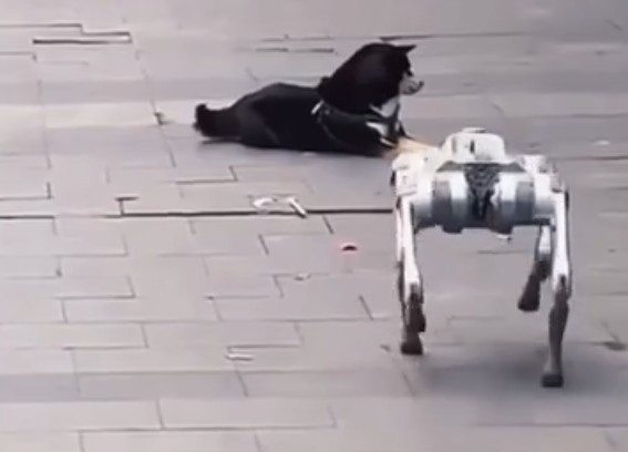 Chú chó robot AI đứng im trước tiếng sủa dữ dội của chó thật ngoài phố. (Ảnh cắt từ clip)