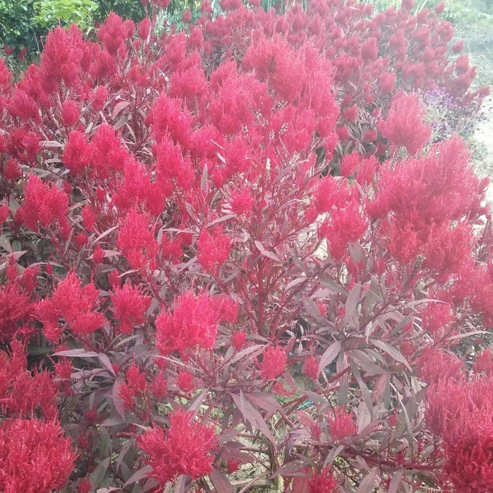 Một loài hoa đẹp và bền bỉ: Tên khoa học là Celosia argentea var. cristata, mào gà thuộc họ rau dền. Hoa có màu đỏ, hồng, vàng, cam, trắng – tươi sáng, độc đáo và lâu tàn.