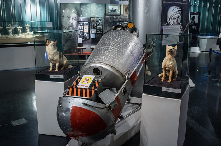Sự sống sót của Belka và Strelka chứng minh rằng con người có thể thực hiện chuyến bay vũ trụ có người lái.